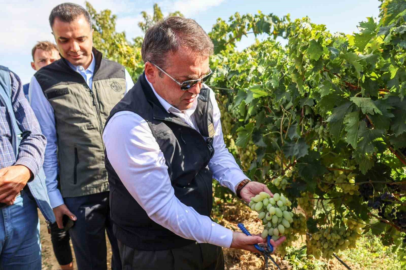 BİLECİK'TE 10 BİN DEKARLIK BAĞLARDA 8 BİN 100 TON ÜZÜM HASADI