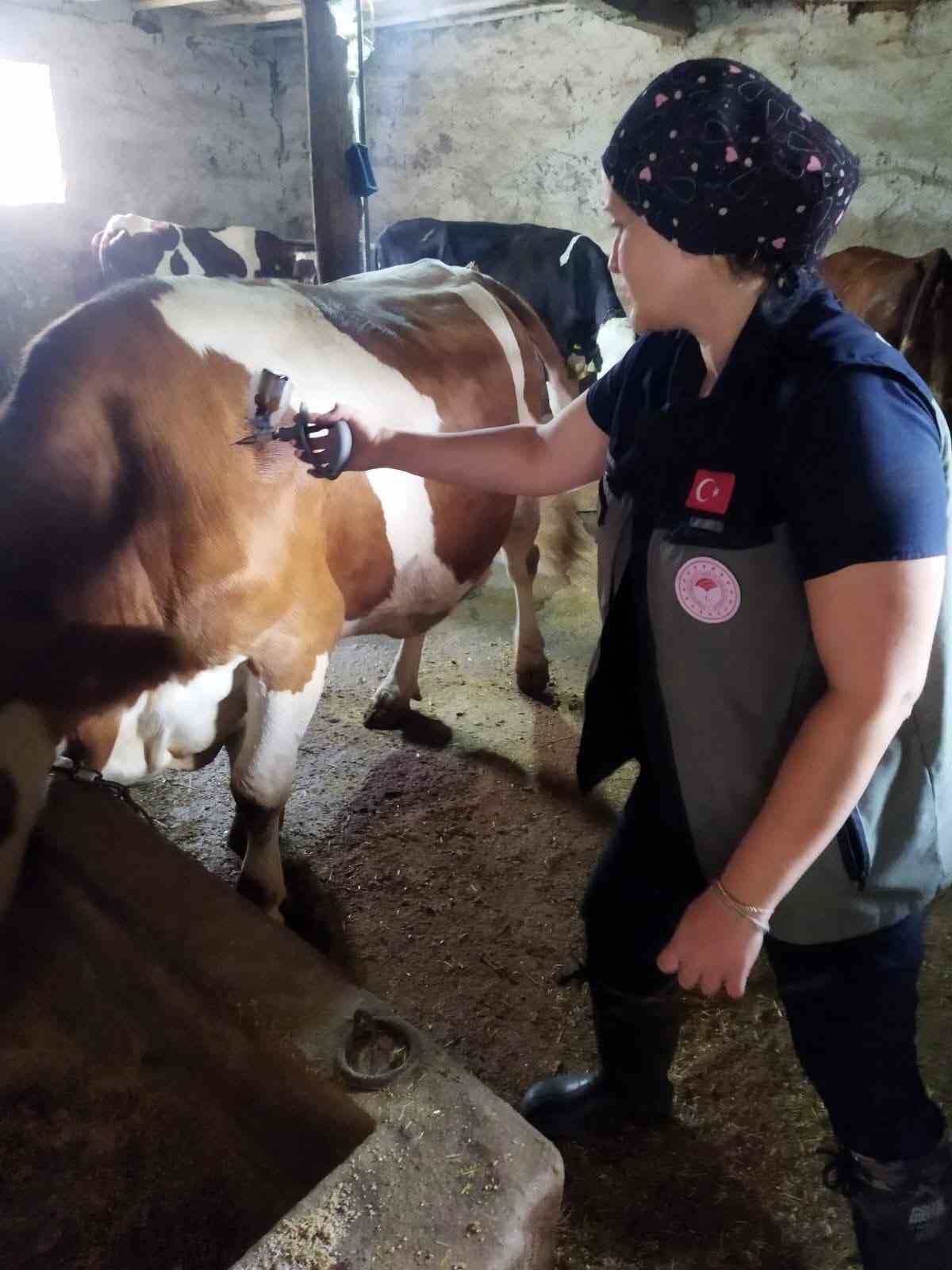 AFYONKARAHİSAR’DA HAYVAN SAĞLIĞININ KORUNMASI VE ŞAP HASTALIĞININ YAYILIMININ ÖNLENMESİ AMACIYLA AŞILAMA VE BİYOGÜVENLİK ÇALIŞMALARI ARALIKSIZ DEVAM EDİYOR.