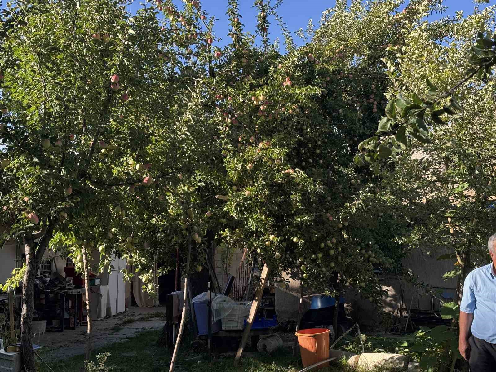 DÜNYADA SADECE SİVAS’IN GÜRÜN İLÇESİNDE YETİŞEN, BİLİMSEL ARAŞTIRMALARA KONU OLAN TESCİLLİ GÜRÜN AYVANİYE ELMASINDA HASAT BAŞLADI