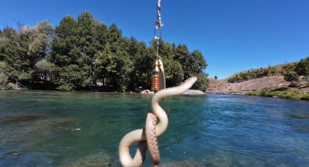 TUNCELİ’DE MUNZUR NEHRİ’NDE BALIK AVLAYAN BURAK DOBA’NIN OLTASINA BU KEZ BALIK YERİNE SU YILANI TAKILDI. O ANLAR CEP TELEFONU KAMERASINA YANSIDI.