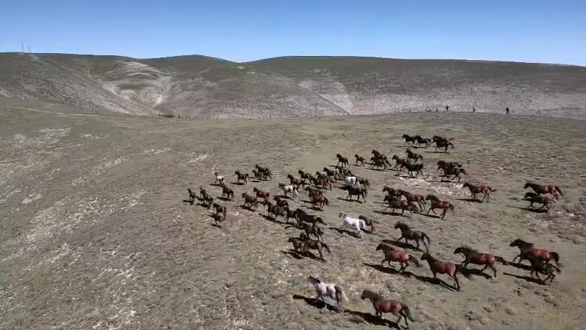 AMASYA’DA AKDAĞ’IN YÜKSEK KESİMLERİNDE YAŞAYAN YILKI ATLARI DÖRT NALA KOŞARKEN DRONLA GÖRÜNTÜLENDİ.
