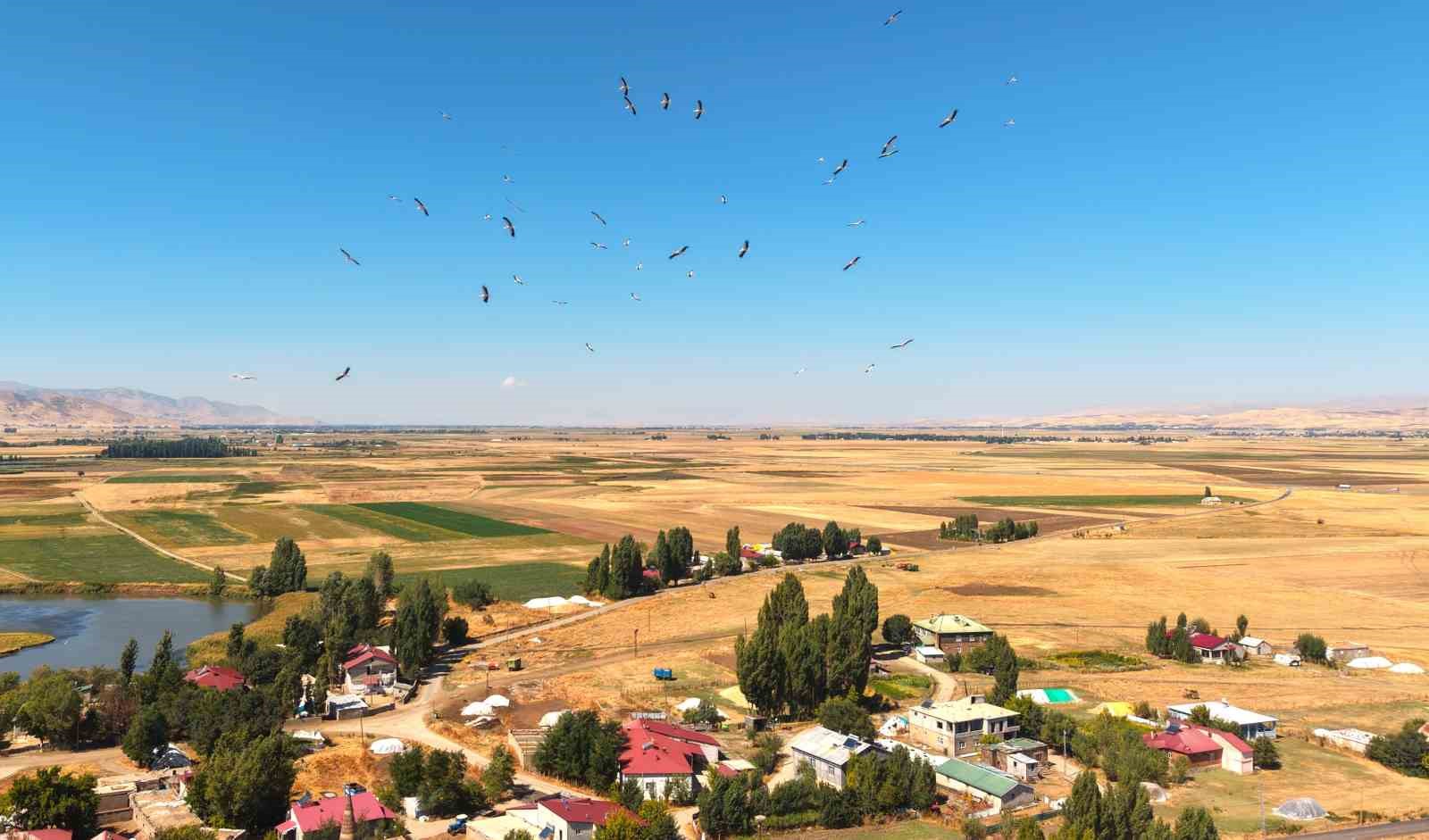 YAZ AYLARINI MUŞ OVASI’NDA GEÇİREN LEYLEKLER, HAVALARIN SERİNLEMEYE BAŞLAMASIYLA BİRLİKTE GÜNEYE YAPACAKLARI UZUN GÖÇ YOLCULUĞU ÖNCESİNDE SÜRÜLER HALİNDE BESLENİYOR.