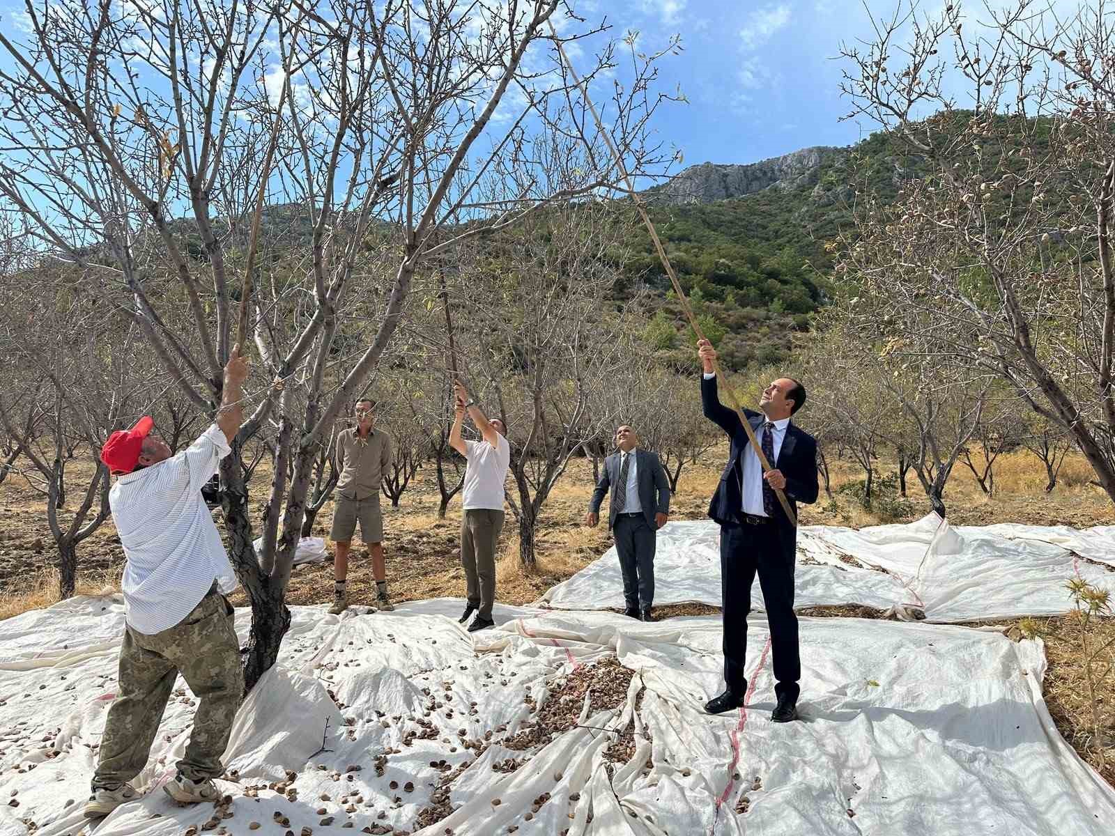 MUĞLA’NIN DATÇA İLÇESİNDE YAKLAŞIK 13 BİN 300 DEKAR ALANDA YETİŞTİRİLEN BADEMDE HASAT DEVAM EDERKEN, KAYMAKAM MURAT ATICI ÜRETİCİLERLE BİR ARAYA GELEREK BADEM HASADINA KATILDI.