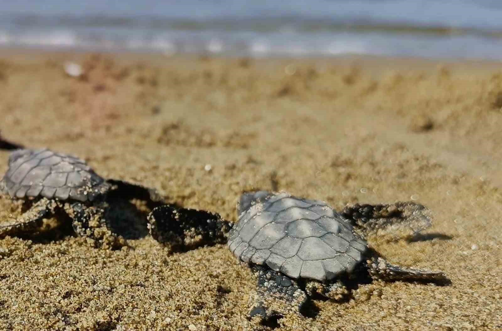 KUŞADASI’NDA KORUMA ALTINDAKİ YUVALARIN DIŞINDA GERÇEKLEŞEN SÜRPRİZ CARETTA CARETTA ÇIKIŞINDA 59 YAVRU DENİZE ULAŞIRKEN, YAPAY IŞIKLAR NEDENİYLE YÖNÜNÜ ŞAŞIRAN İKİ YAVRU DA VATANDAŞLARIN DUYARLILIĞI SAYESİNDE KURTARILDI.