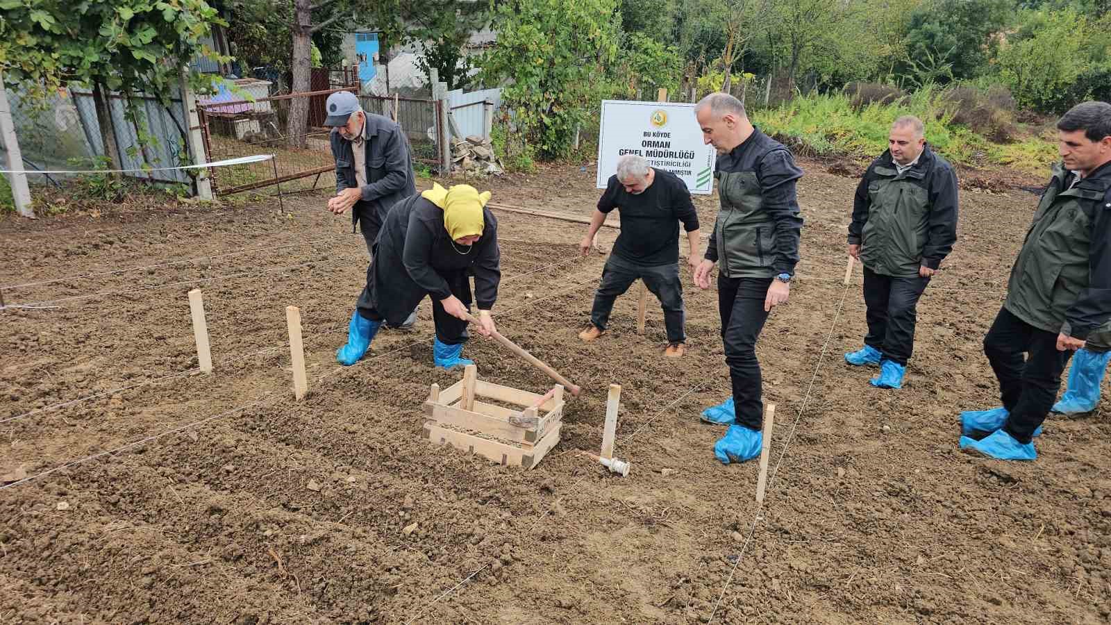 ZONGULDAK’TA ORKÖY DESTEĞİYLE SALEP YETİŞTİRİCİLİĞİNDEN 3 MİLYON LİRA GELİR BEKLENİYOR. ORMAN BÖLGE MÜDÜRÜ HALİL OFLU, TÜRKİYE’DE İLK KEZ SALEP ÜRETİMİNİN ORKÖY KAPSAMINA DAHİL EDİLDİĞİNİ AÇIKLADI.
