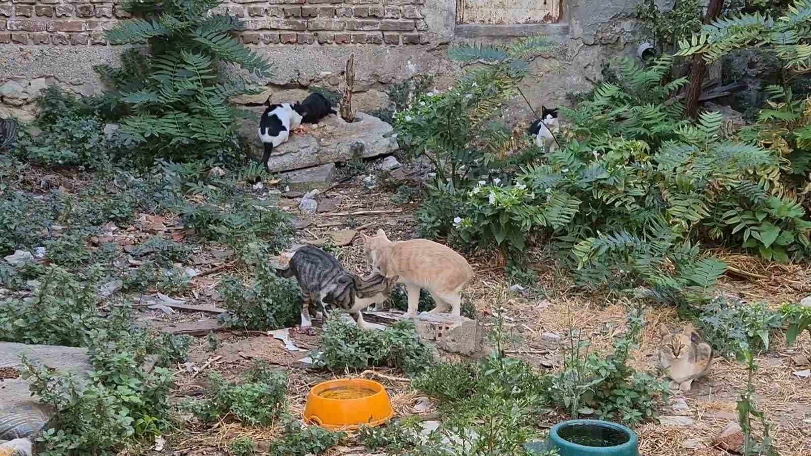 KEDİLERİN ÜREMEYE DEVAM ETTİĞİNİ İFADE EDEN OĞRAŞ, KISIRLAŞTIRMANIN ÖNEMİNE DİKKAT ÇEKEREK, "HER SENE DOĞURAN KEDİ VAR. 1 SENEDE 3-4 KERE YAVRU VEREN KEDİ OLUYOR. ÖNLEM ALAMIYORUZ, SÜREKLİ ÇOĞALIYOR. ERKEK KEDİYİ YAKALAYAMIYORUZ. YAKALAYABİLİRSEK GÖTÜRÜP KISIRLAŞTIRACAĞIZ" DİYE KONUŞTU.