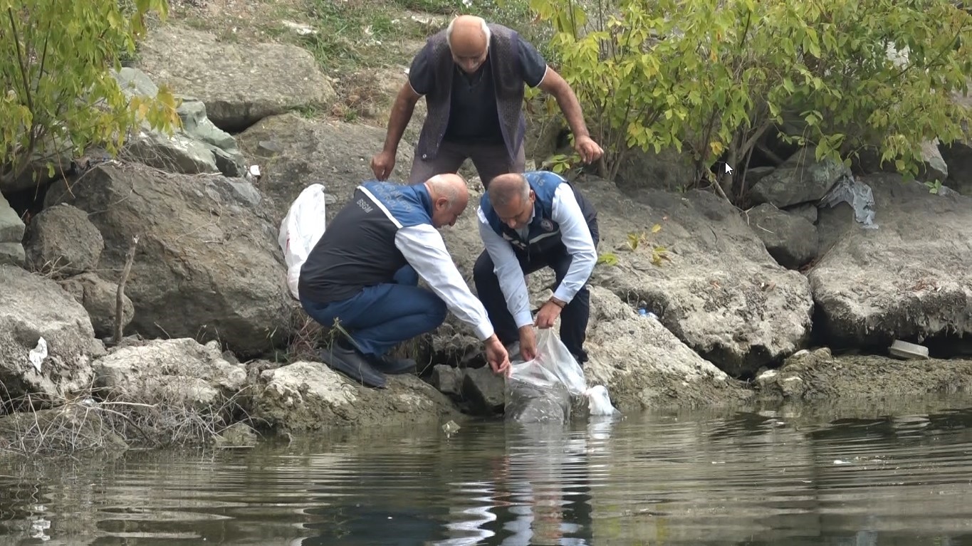 SAMSUN'UN İÇ SU KAYNAKLARININ BALIK POPÜLASYONUNU ARTIRMAK, SU ÜRÜNLERİ KAYNAKLARINI ZENGİNLEŞTİRMEK VE SÜRDÜRÜLEBİLİR BALIKÇILIĞI DESTEKLEMEK AMACIYLA YÜRÜTÜLEN İÇ SU KAYNAKLARININ BALIKLANDIRILMASI PROJESİ KAPSAMINDA, KENT GENELİNDEKİ GÖL VE BARAJLARA TOPLAM 1 MİLYON 125 BİN ADET SAZAN BALIĞI YAVR