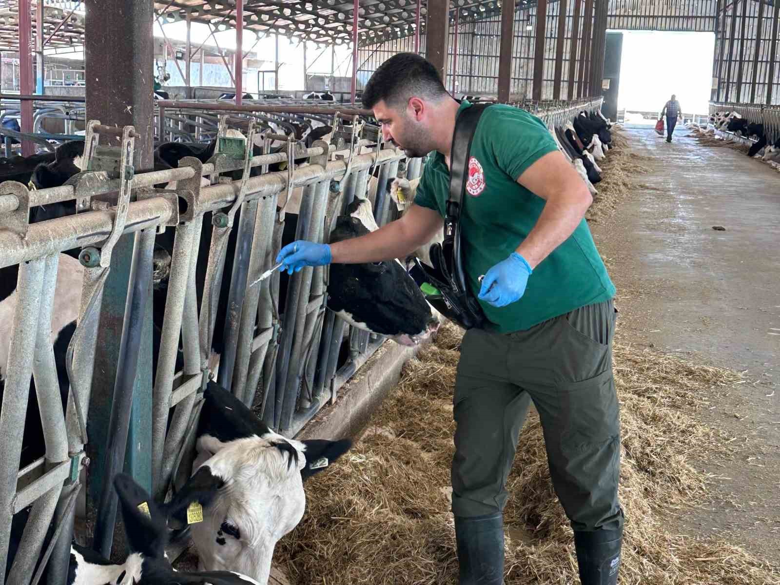 KAHRAMANMARAŞ’TA HAYVAN SAĞLIĞININ KORUNMASI VE ŞAP HASTALIĞIYLA MÜCADELE AMACIYLA 2026 YILI SONBAHAR DÖNEMİ ŞAP AŞILAMA KAMPANYASI BAŞLATILDI