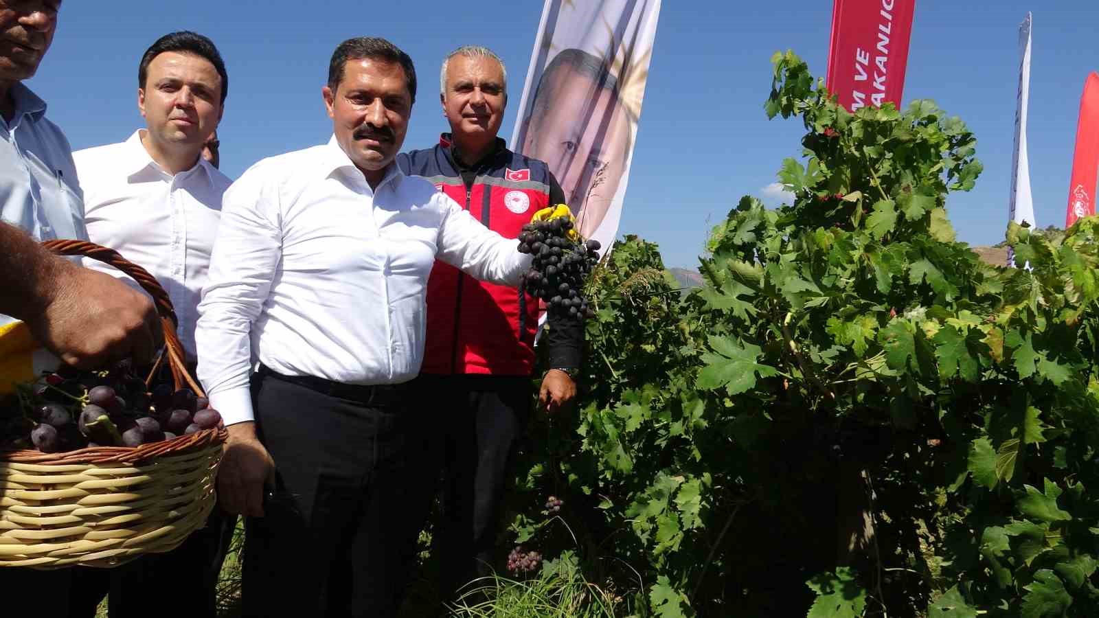 HATAY'IN VERİMLİ TOPRAKLARINDA ÇİFTÇİLERİN EMEKLERİYLE ÜRETİLEN ÜZÜMDE HASAT BAŞLADI. HATAY VALİSİ MUSTA MASATLI, BAĞ BOZUMUNA KATILARAK 2026 YILINDA 50 BİN DEKARLIK ALANDA 85 BİN TON ÜRÜN REKOLTESİ BEKLENDİĞİNİ SÖYLEDİ.