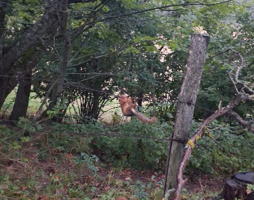 SİNOP’UN ERFELEK İLÇESİNE BAĞLI BÜLBÜL KARAAĞAÇ MAHALLESİ’NDE TELLERE TAKILAN SİNCAP, DOĞA KORUMA VE MİLLİ PARKLAR (DKMP) EKİPLERİ TARAFINDAN KURTARILDI.