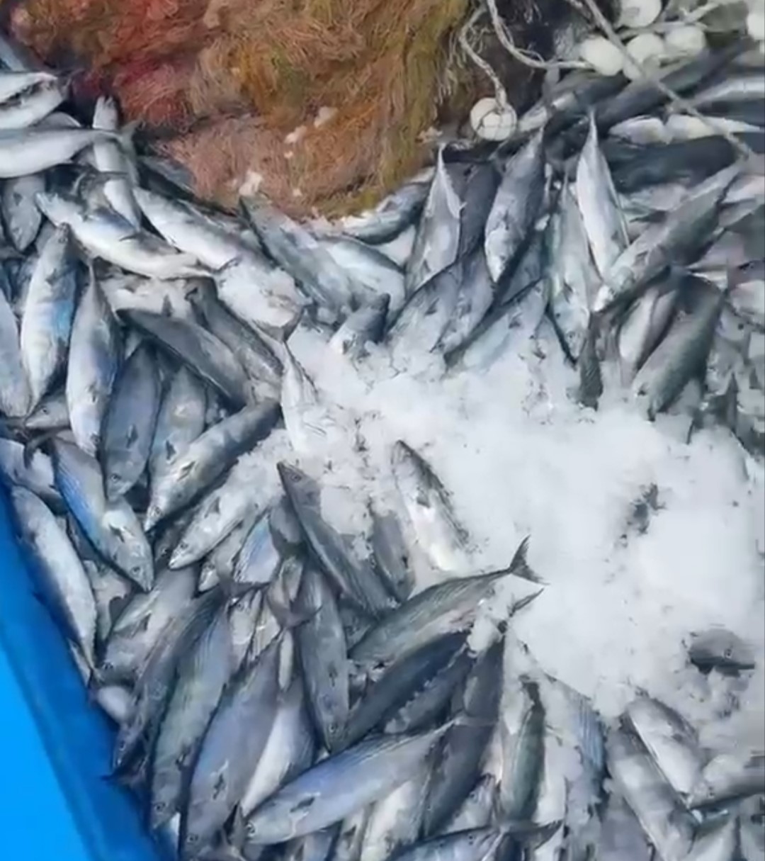 AMASRA’DA "ALAATTİN REİS" İSİMLİ BALIKÇI TEKNESİ AKŞAM SAATLERİNDE AÇILDIĞI KARADENİZ’DEN 2.500 ADET PALAMUTLA DÖNDÜ.