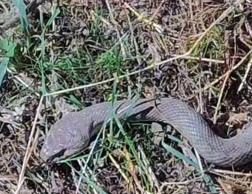 HAKKÂRİ'DE HEM GAZETECİLİK HEM DE ÇİFTÇİLİK YAPAN HEKİM ÇİFTÇİ İSİMLİ ŞAHIS, TARLASINDA ÇALIŞTIĞI SIRADA 1,5 METRE UZUNLUĞUNDA KOCABAŞ YILANI (HEMORRHOİS RAVERGİERİ) GÖRÜNTÜLEDİ.