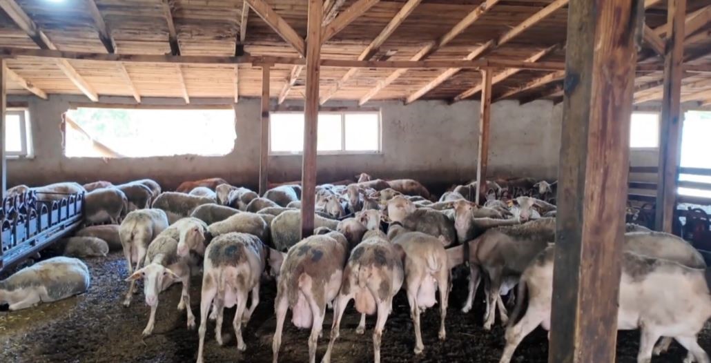 TEKİRDAĞ'IN SARAY İLÇESİNDE LACAUNE CİNSİ KOYUNLARLA SÜT ÜRETİMİ YAPAN SEVCAN BAYRAKTAR, AİLE İŞLETMESİNİ BÜYÜTEREK ÇOCUKLARINA MİRAS BIRAKMAYI HEDEFLİYOR.