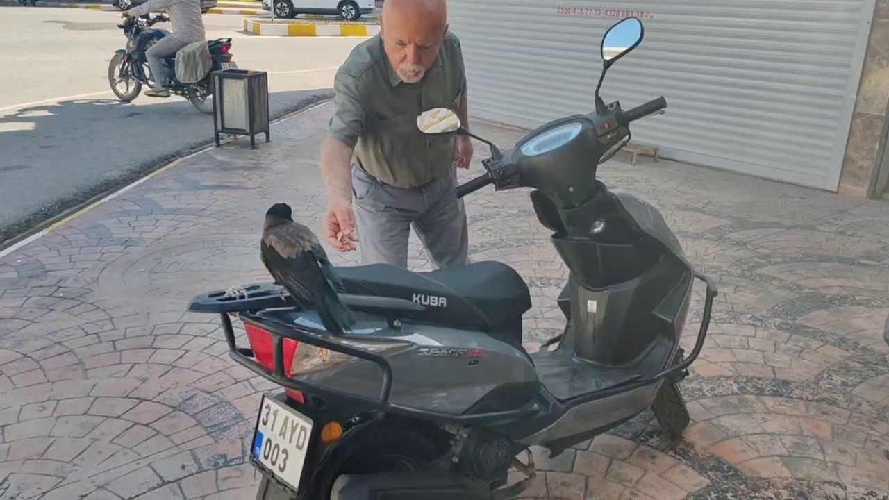 HATAY’DA MAHALLELİNİN DOSTU OLAN KARGANIN MOTOSİKLET ÜZERİNE BIRAKILAN PARAYI AĞZINA ALARAK UZAKLAŞTIĞI ANLAR KAMERAYA YANSIDI. MİZAH AMAÇLI ÇEKİLEN GÖRÜNTÜLERDE MAHALLELİ TARAFINDAN BESLENEN KARGANIN ‘PARAMI VER’ SÖZLERİNİ UMURSAMASIYSA GÜLÜMSETTİ.