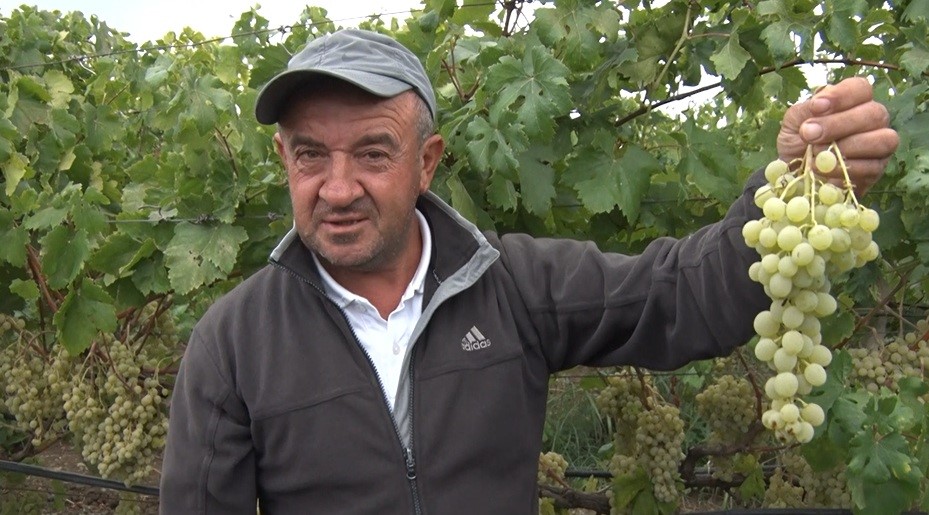 İZNİK ÇAMDİBİ MAHALLESİ MUHTARI VE ÜZÜM ÜRETİCİSİ HALİL KÜÇÜKER, ARACILAR NEDENİYLE ÜRETİCİ İLE TÜKETİCİ ARASINDAKİ FİYAT FARKINA DİKKAT ÇEKEREK ŞUNLARI SÖYLEDİ: "TÜKETİCİ UCUZA YESİN BİZ ONU İSTİYORUZ. BİZDEN 30 LİRAYA ALDIKLARI ÜRÜNÜ 100 LİRAYA SATMASINLAR, 40-50 LİRAYA SATSINLAR VATANDAŞLAR UCUZA