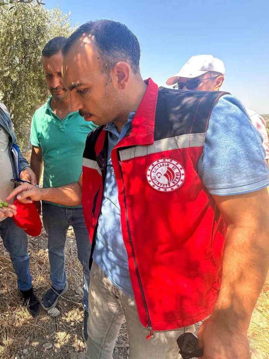 Manisa’da 2026 zeytin ve zeytinyağı rekoltesi sahada belirlenecek