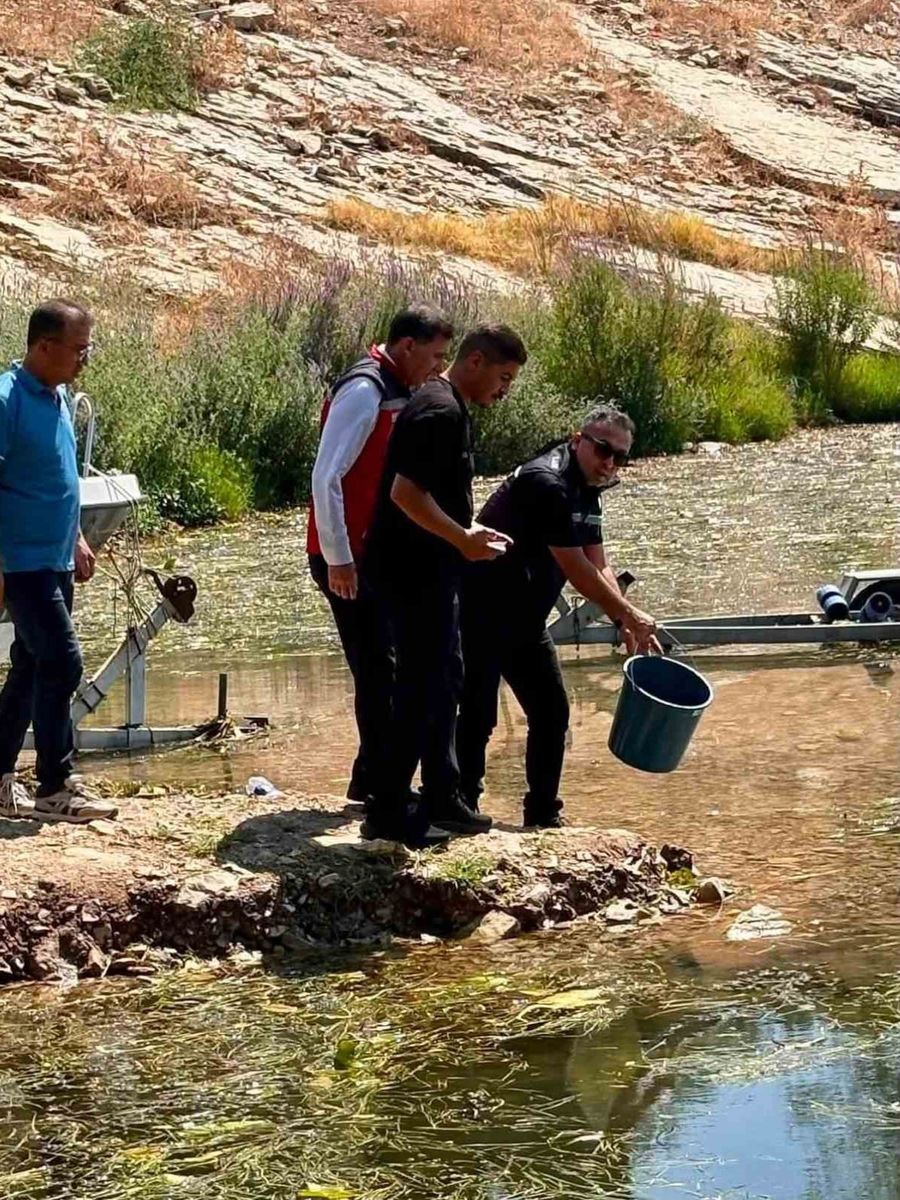 Hatay’daki baraj ve göletlere 682 bin sazan yavrusu bırakıldı