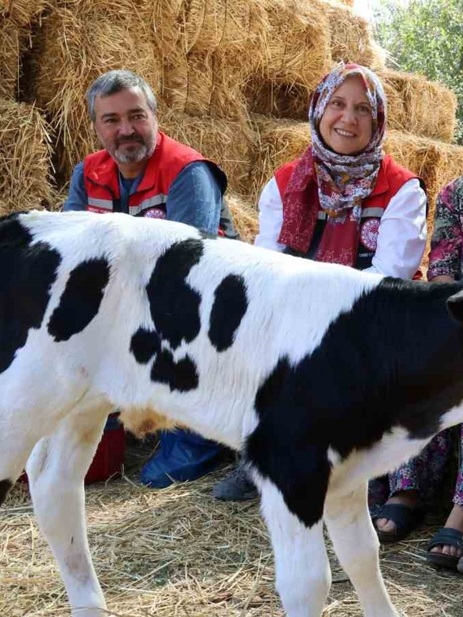 Muğla’da yeni doğan buzağı seferberliği