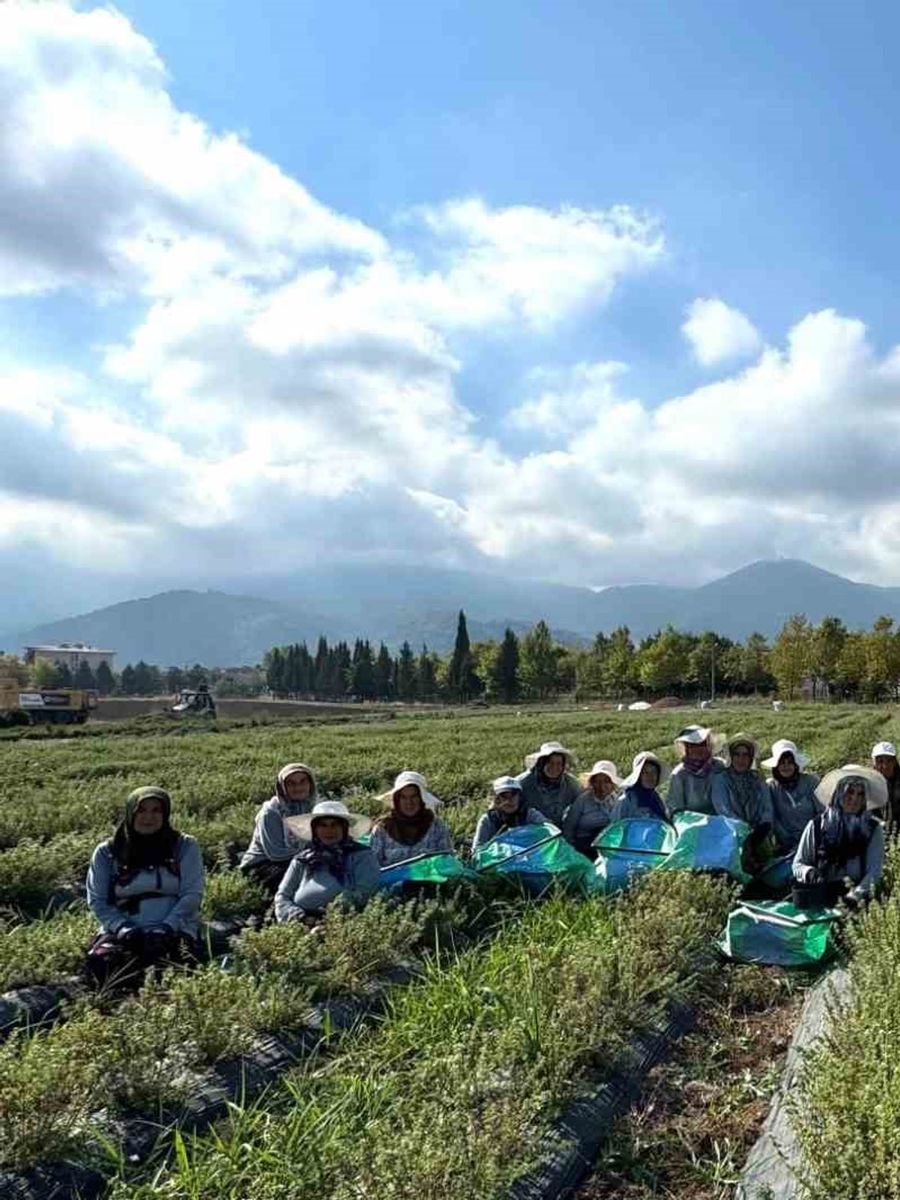 KOCAELİ’DE TIBBİ VE AROMATİK BİTKİLERİN ÜRETİMİNE YÖNELİK ÇALIŞMALAR SÜRERKEN, KADINLARIN EMEĞİYLE TOPLANAN ÜRÜNLER İŞLENEREK ORMANYA MARKASIYLA FARKLI ÜRÜNLERE DÖNÜŞTÜRÜLÜYOR.