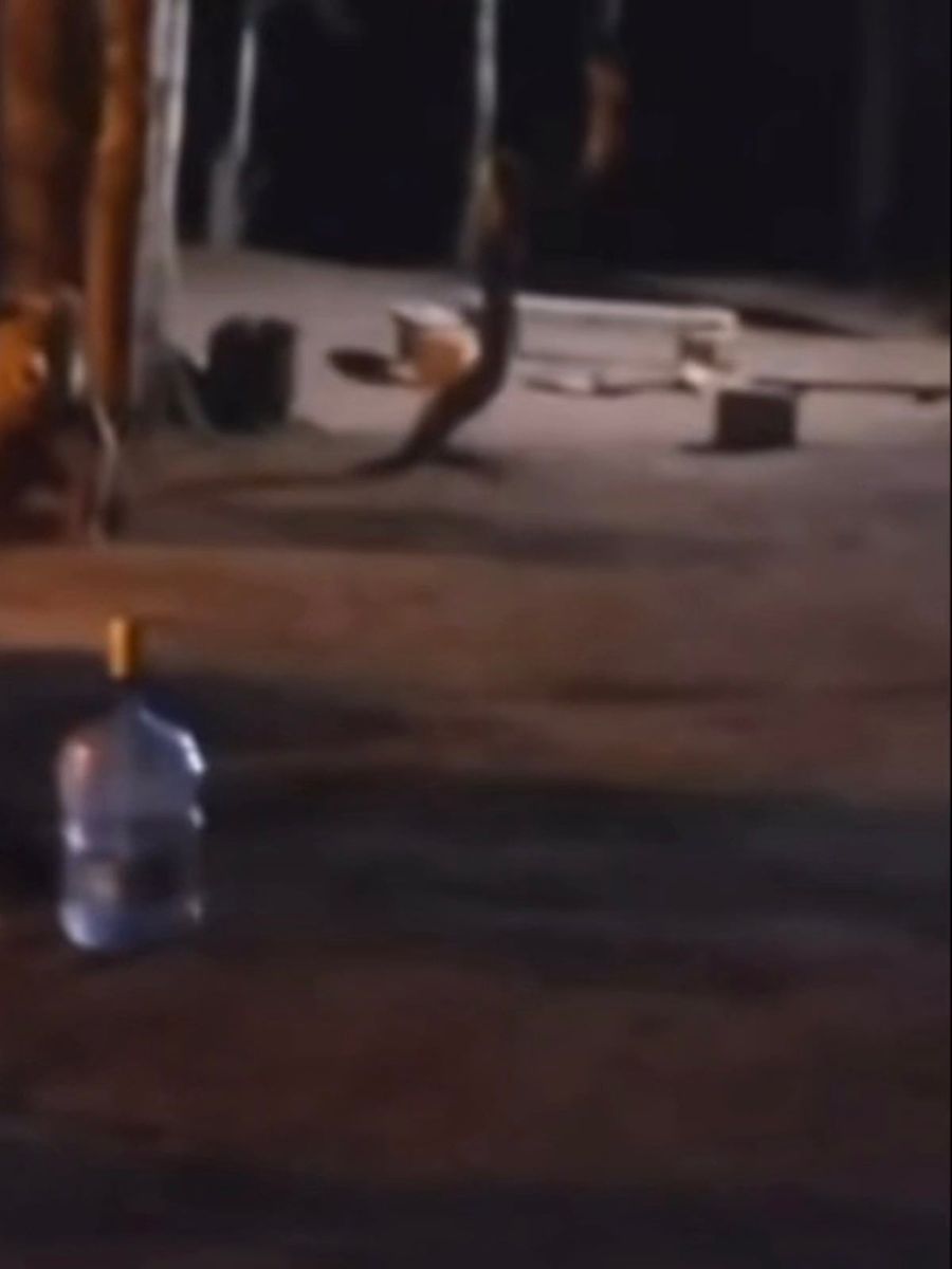 Uludağ’da çadır kuran ailenin yanına aç kalan ayı geldi