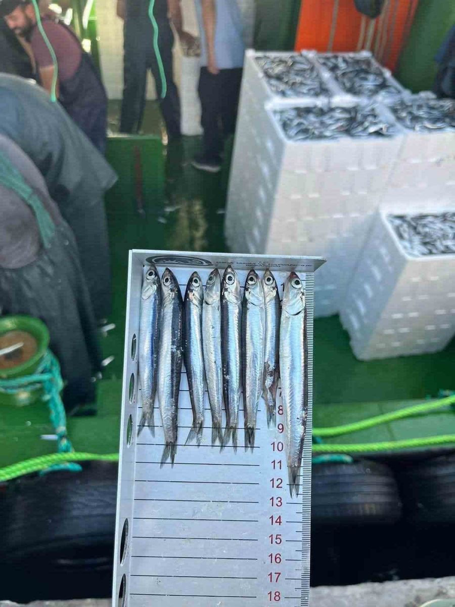 Didim’de ’Hamsi Kotası’ denetimi yapıldı