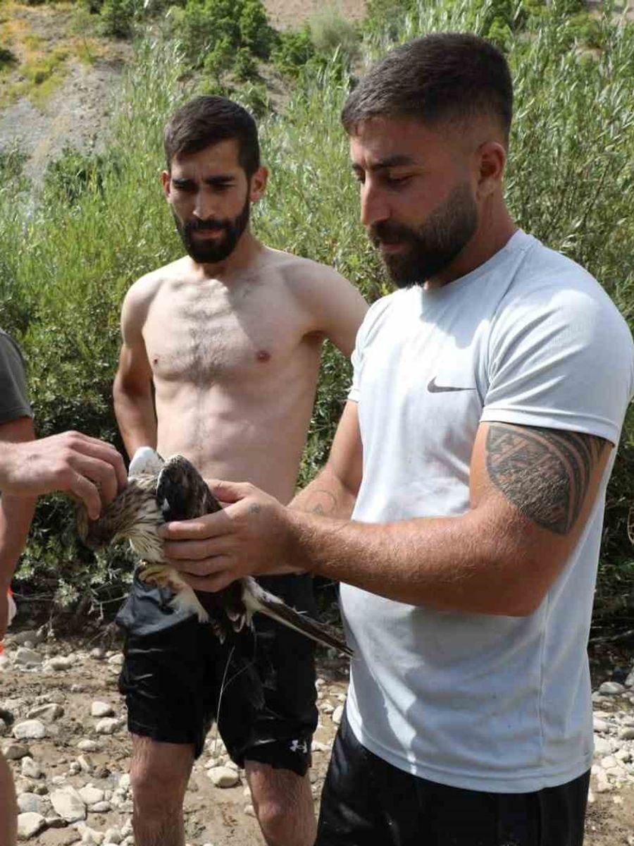 Ağaca çarpıp suya düşen kızıl şahin kurtarıldı