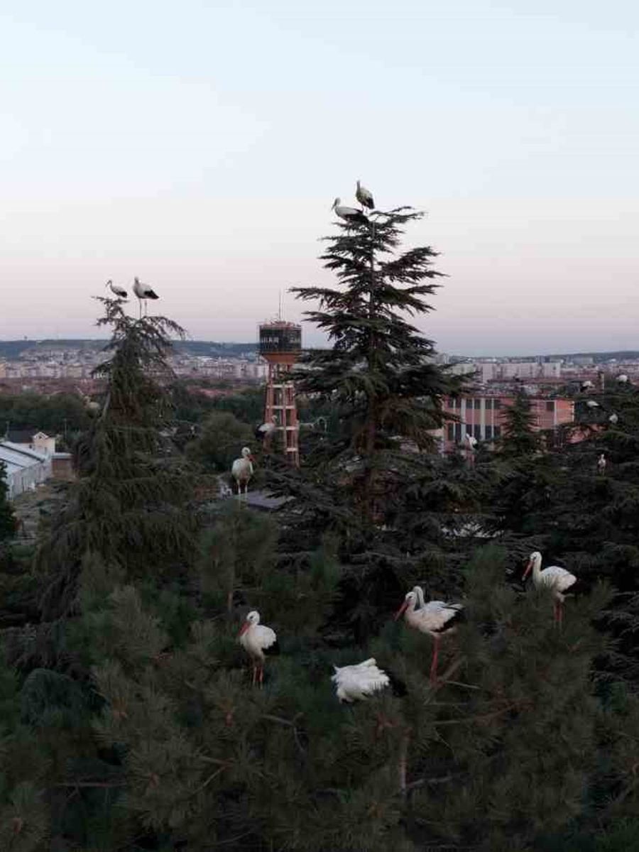 Göç yolculuğuna mola veren leylekler dron ile görüntülendi