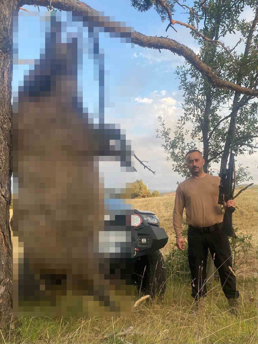 Akdağmadeni’nde yaklaşık yarım tonluk dev yaban domuzu öldürüldü
