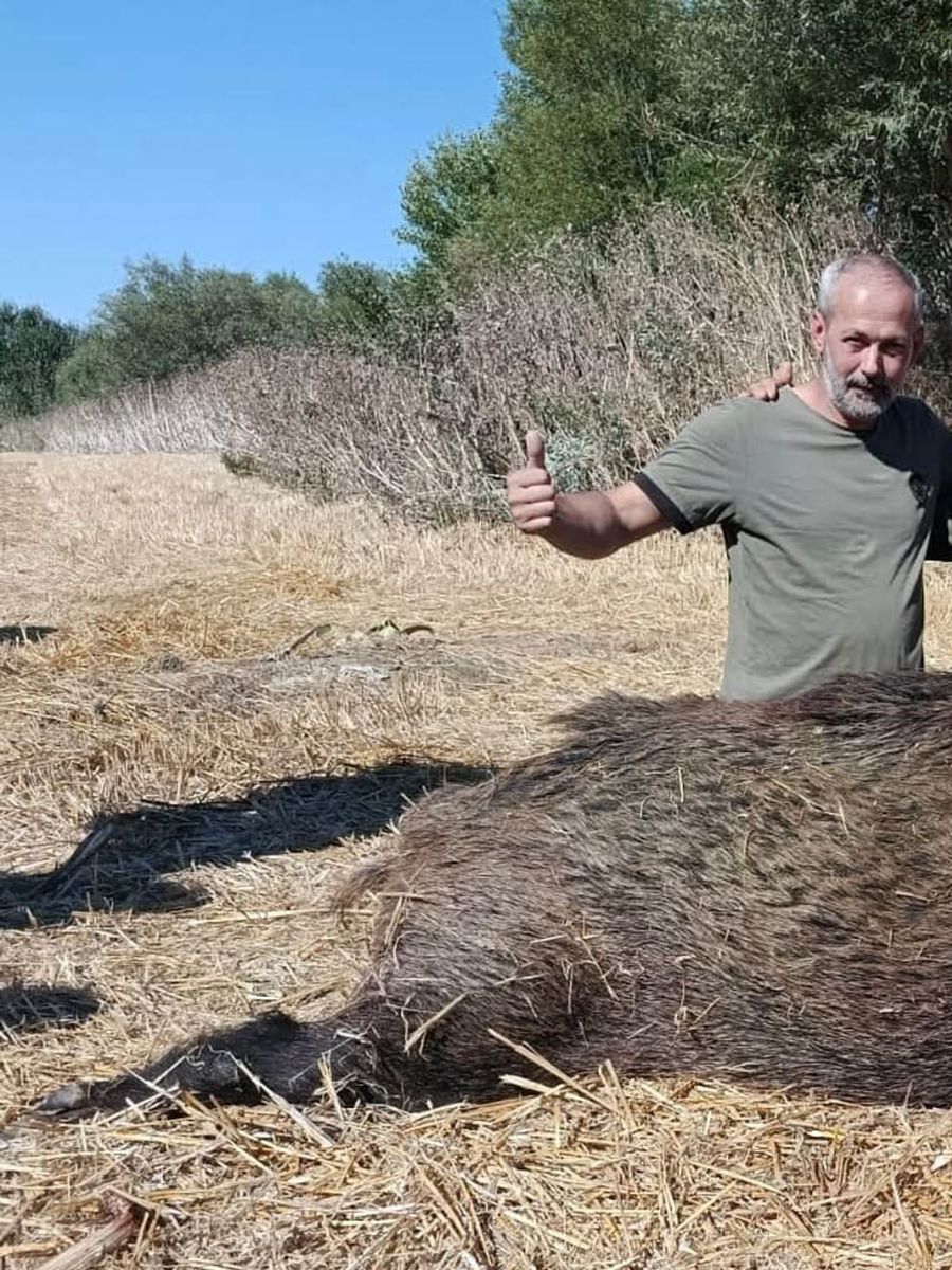 Tekirdağ’da avcılar 270 kiloluk dev yaban domuzu avladı