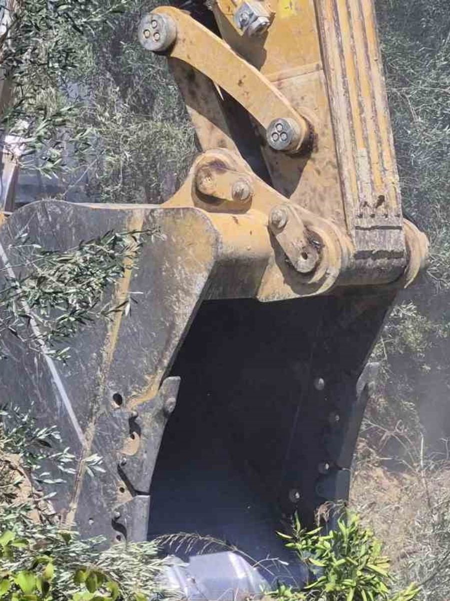 Manavgat’ta zeytinlik yangında 100 ağaç zarar gördü