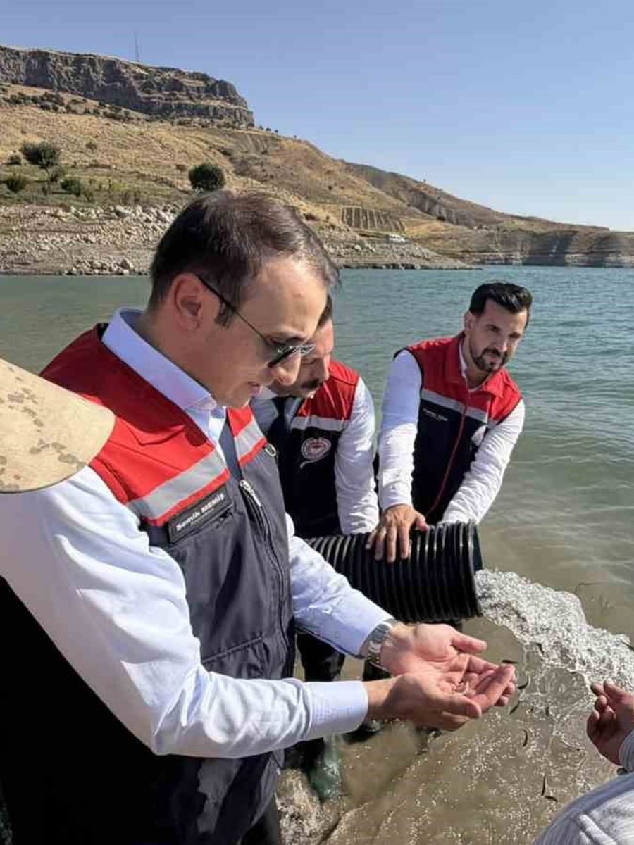Şırnak’ta Ilısu Baraj Gölü’ne 800 bin yavru şabut balığı bırakıldı