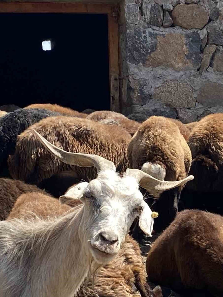 Patnos’ta koyun sağımı mesaisi devam ediyor