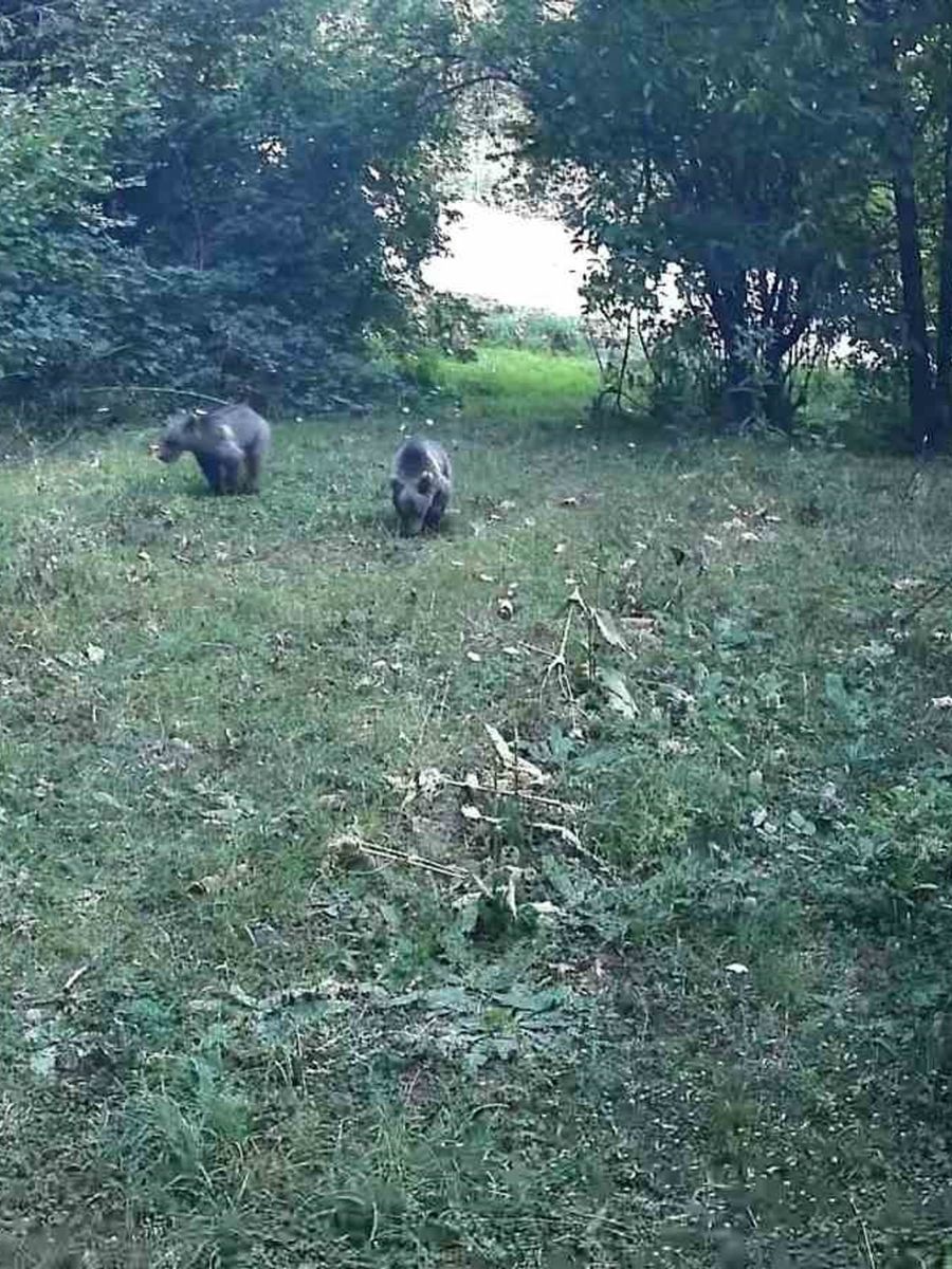 Bolu ormanlarında yaban hayvanları fotokapanlara yansıdı
