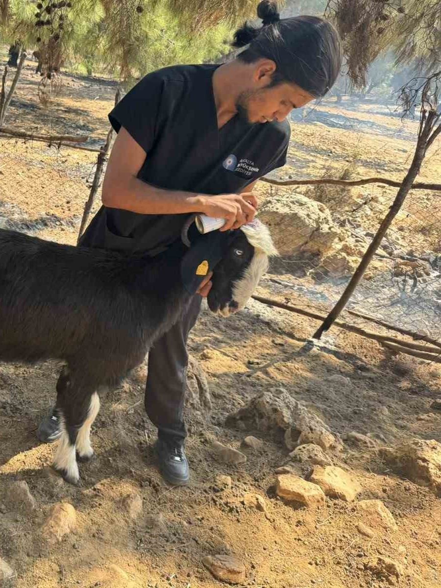 Antalya Büyükşehir Belediyesi veteriner ekipleri kırsalda hayvanların yanında