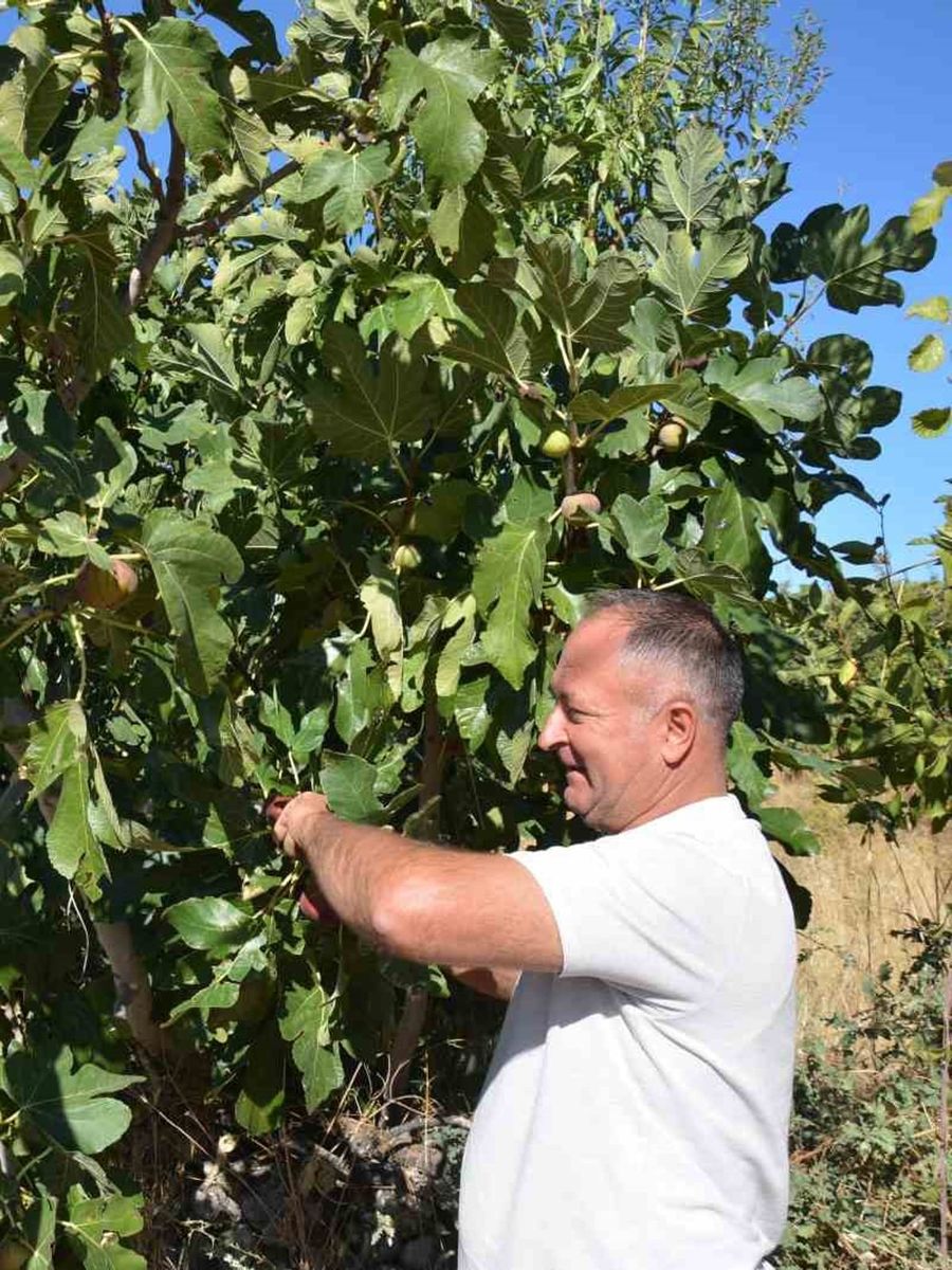 Demirci incirinde hasat mesaisi başladı