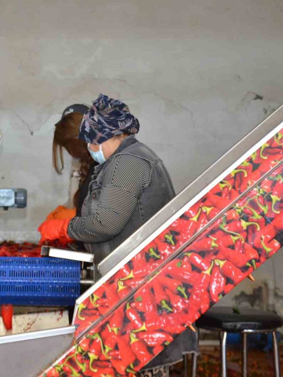 Besni’de salçalık biber sezonu başladı