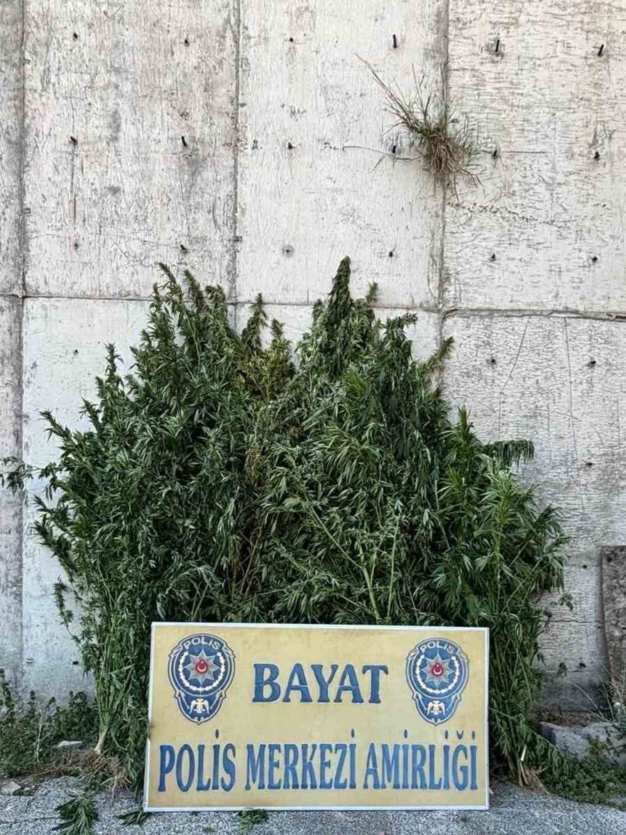 Çorum’da 46 kök Hint keneviri ele geçirildi: 1 tutuklama