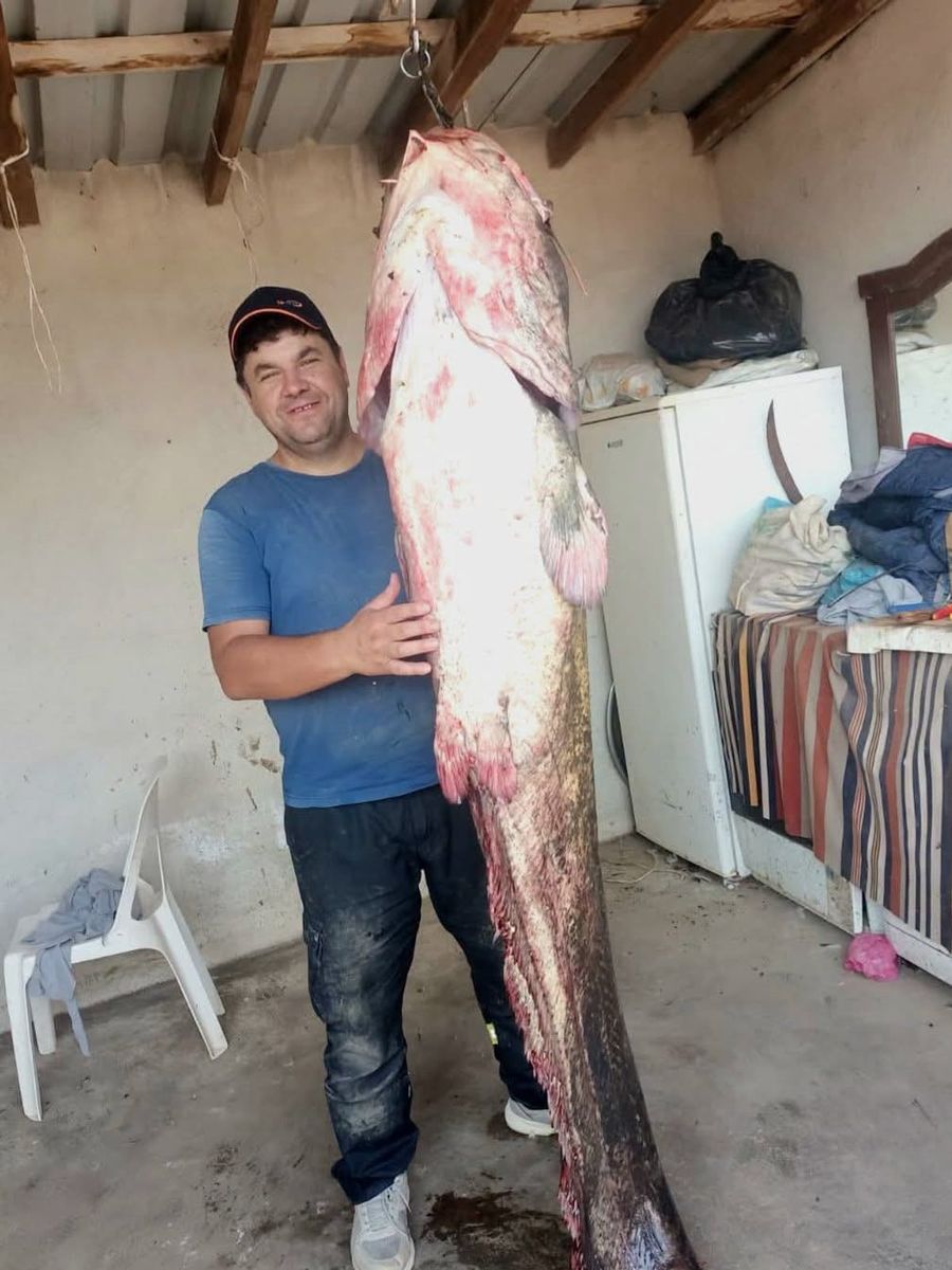 Meriç Nehri’nde 2 metre 45 santimetrelik dev yayın balığı
