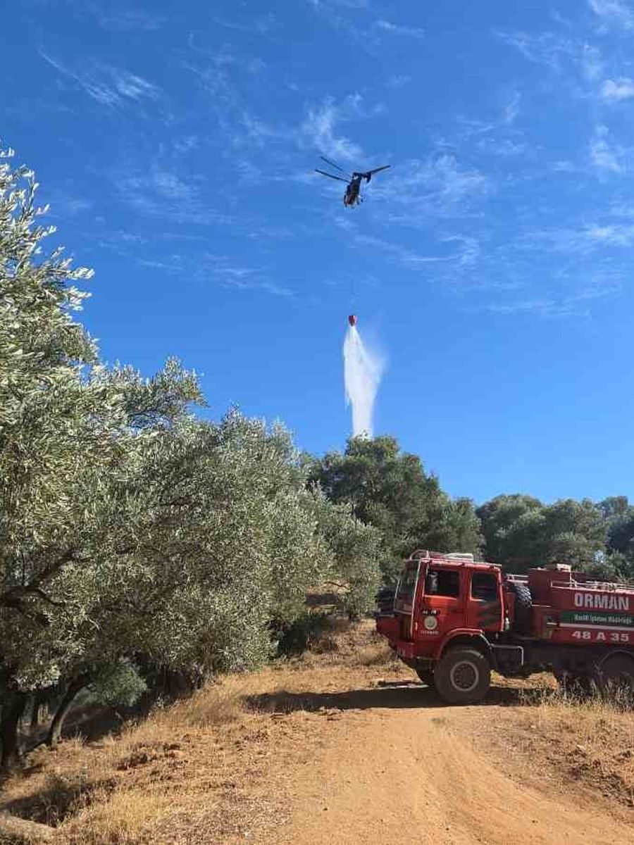 Nazilli’de çıkan yangında 2 dönüm zeytinlik zarar gördü