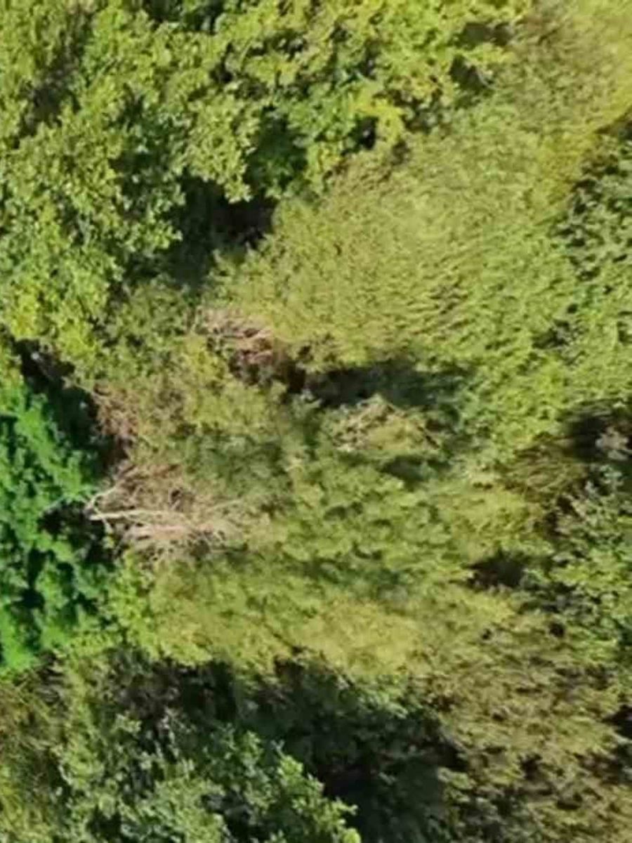 Tarlada 123 kök kenevir ele geçirildi: Kenevir tarlası havadan görüntülendi