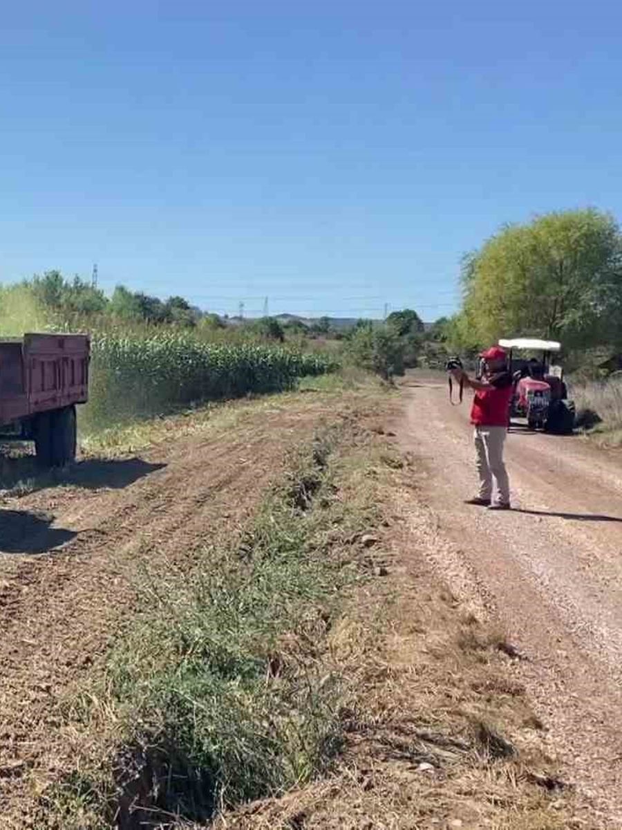Körfez’de sorgum-sudan otu bereketi: Çiftçinin yüzü güldü