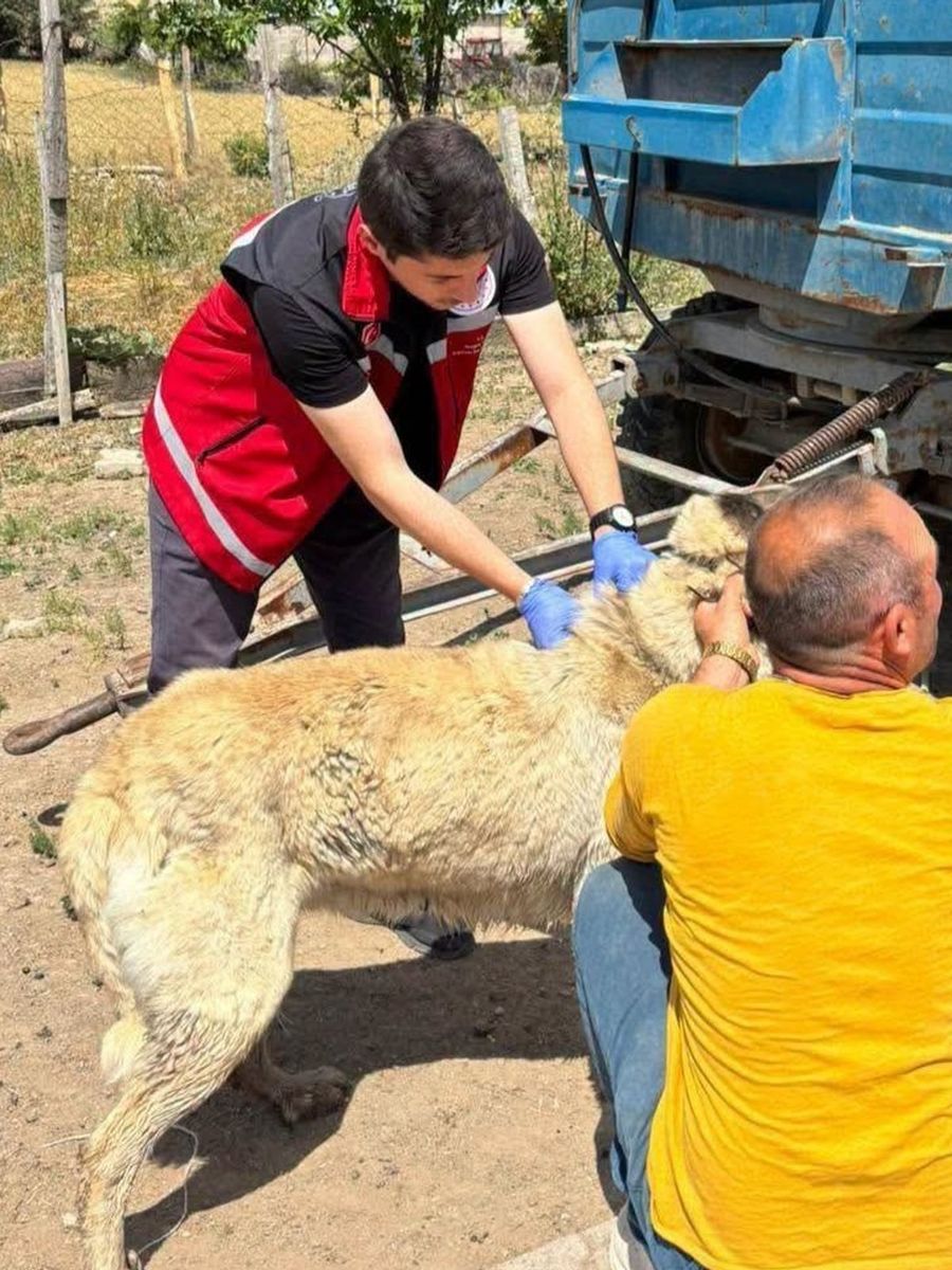 Valilik köpek sahiplerini uyardı: Kayıt yaptırmayana 10 bin, ter edene 108 bin TL ceza
