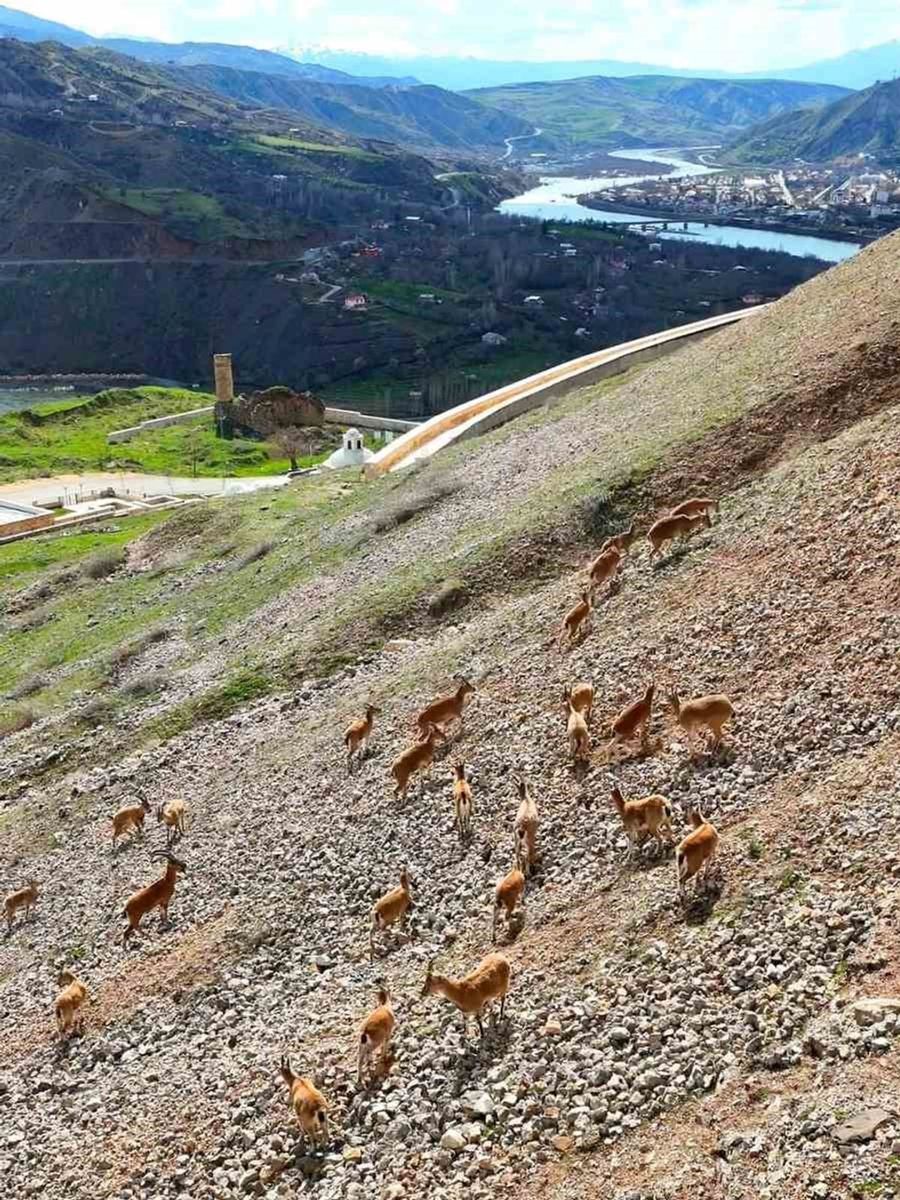 Palu Kalesi’nin eteklerinde dağ keçileri dronla görüntülendi