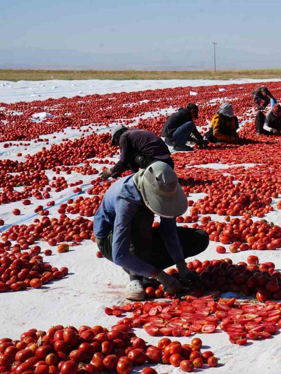 Güneş ve poyrazla kurutulan Niğde domatesi dünya sofralarına ulaşıyor