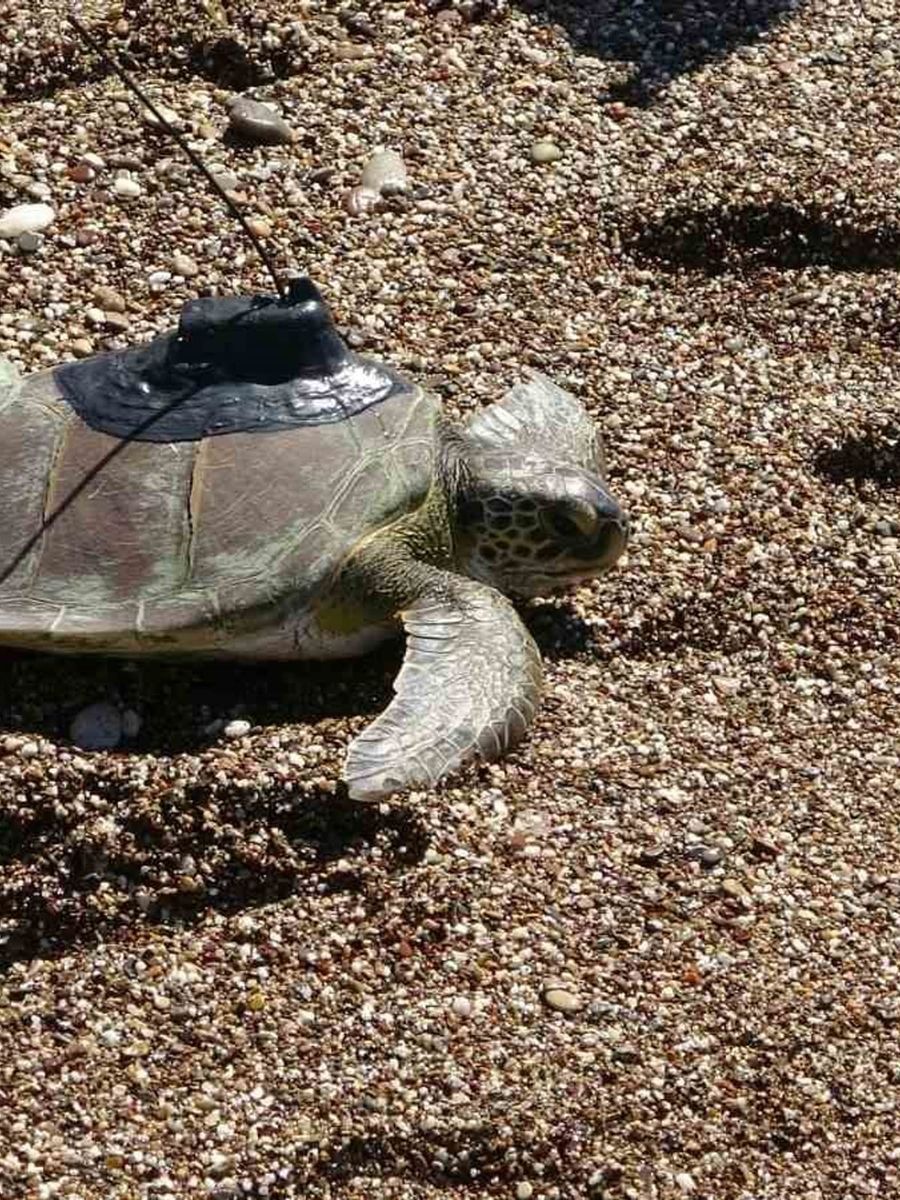 Uydu cihazı takılan yeşil deniz kaplumbağası Hanzala denize uğurlandı