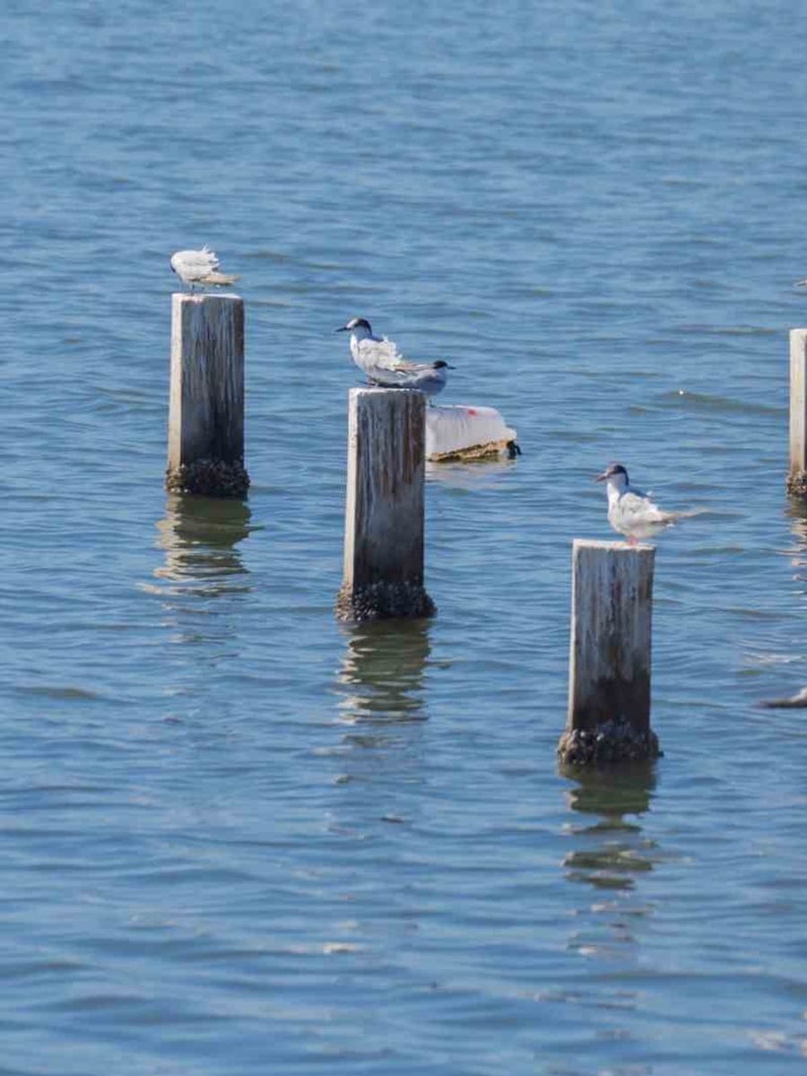 Mavişehir’in doğal dokusu Flamingo Doğa Parkı’yla canlanıyor