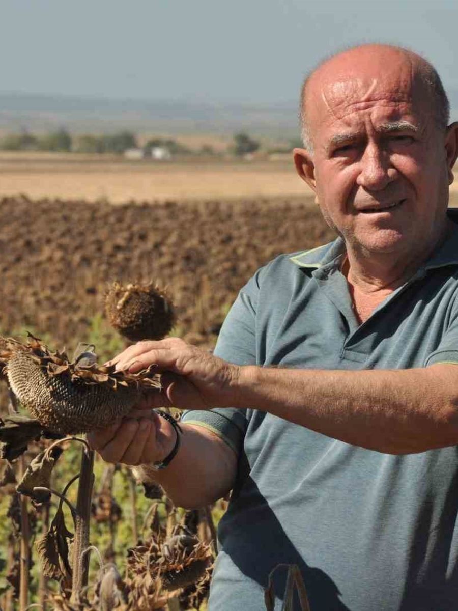 Trakya’da üreticiler ayçiçeği hasadında sona yaklaştı