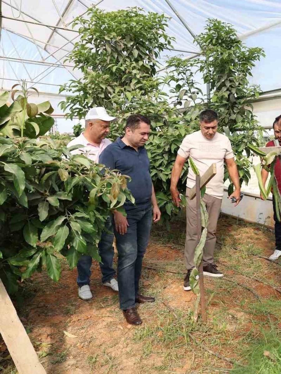 ALKÜ serasında ilk mango hasadı yapıldı