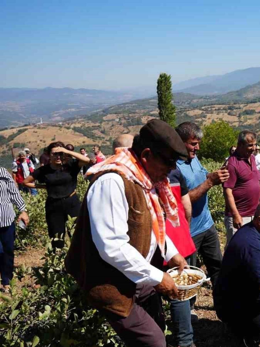 Sındırgı’da aronya hasat şenliği coşkusu