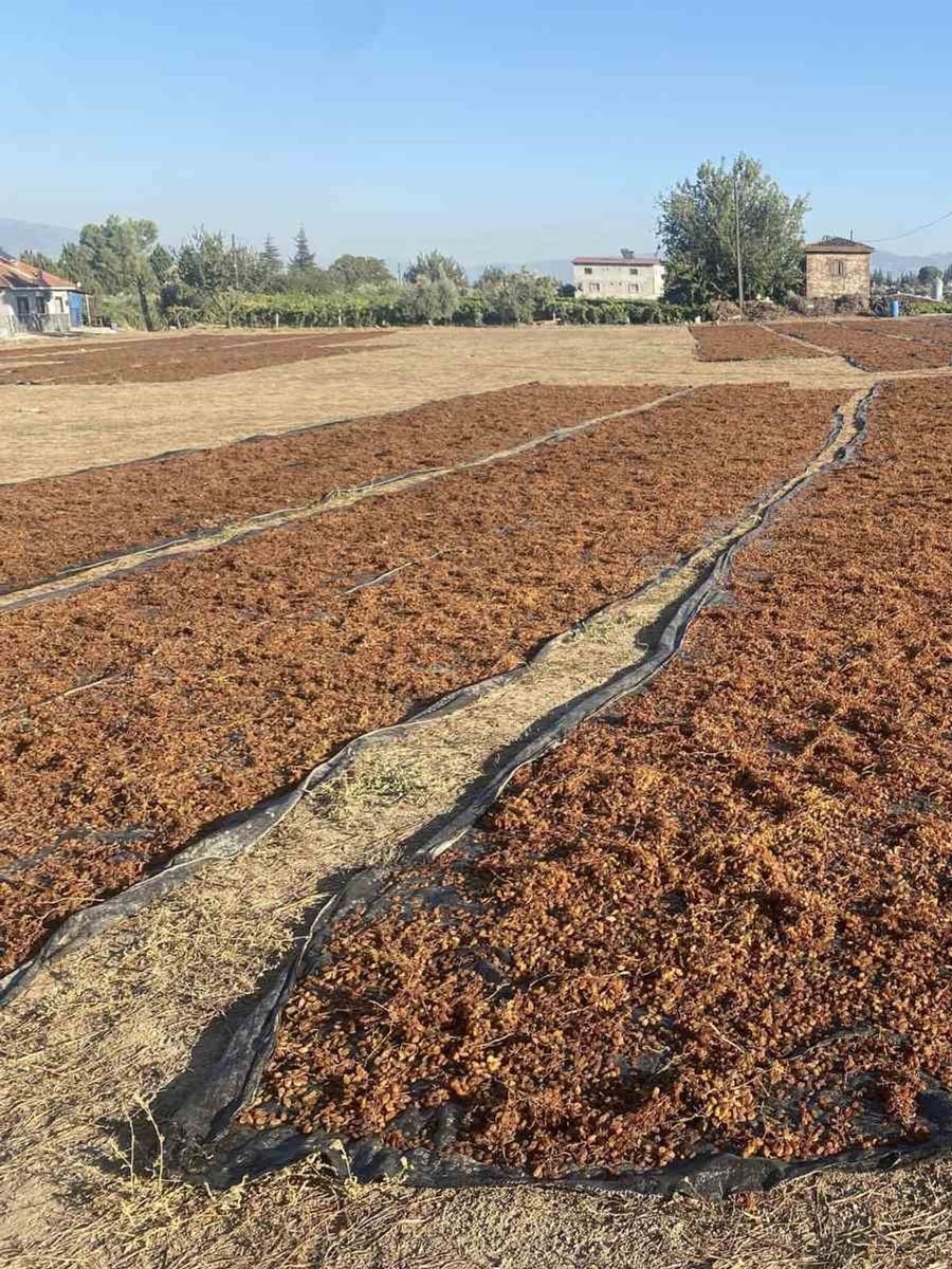 TMO’nun kuru üzüm alımı çiftçiyi rahatlattı